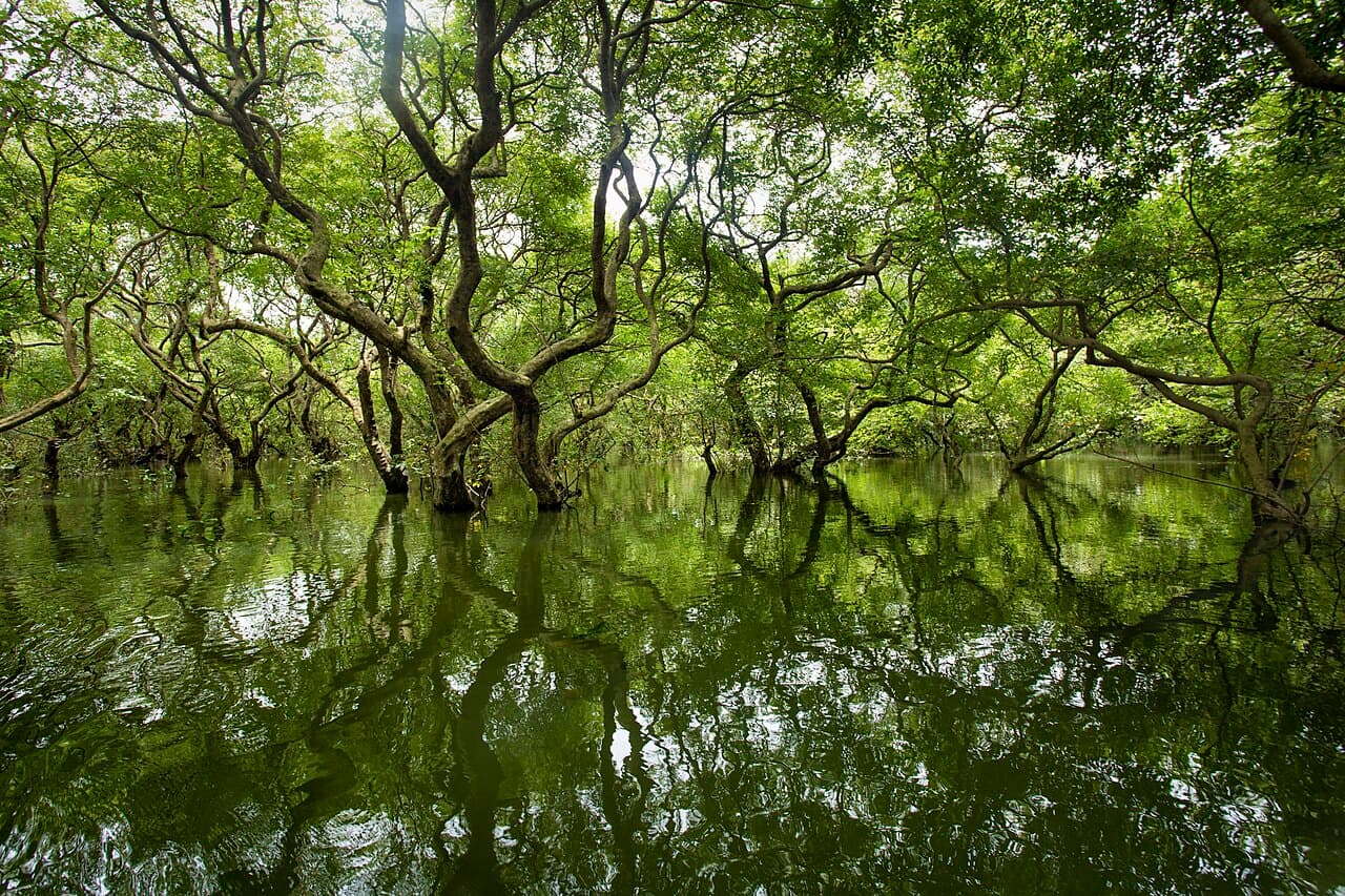 Photograph of Ratargul & Sylhet, Bangladesh