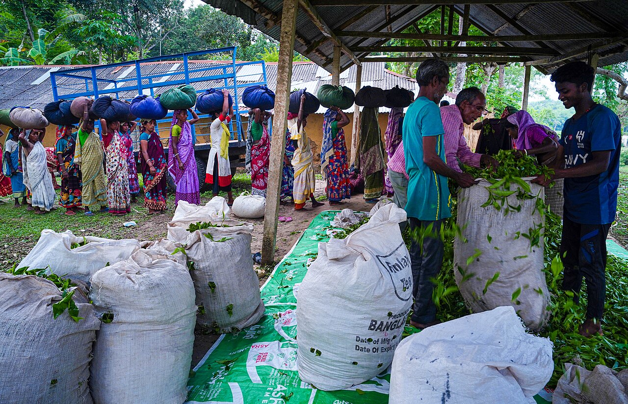 Photograph of Srimangal Tea Country, Bangladesh