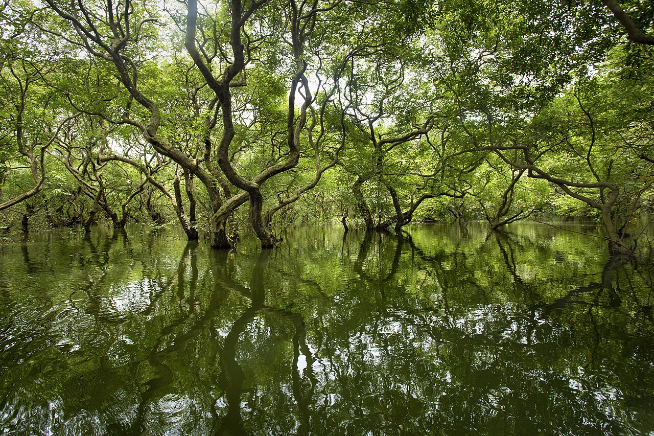 Photograph of Ratargul & Sylhet, Bangladesh